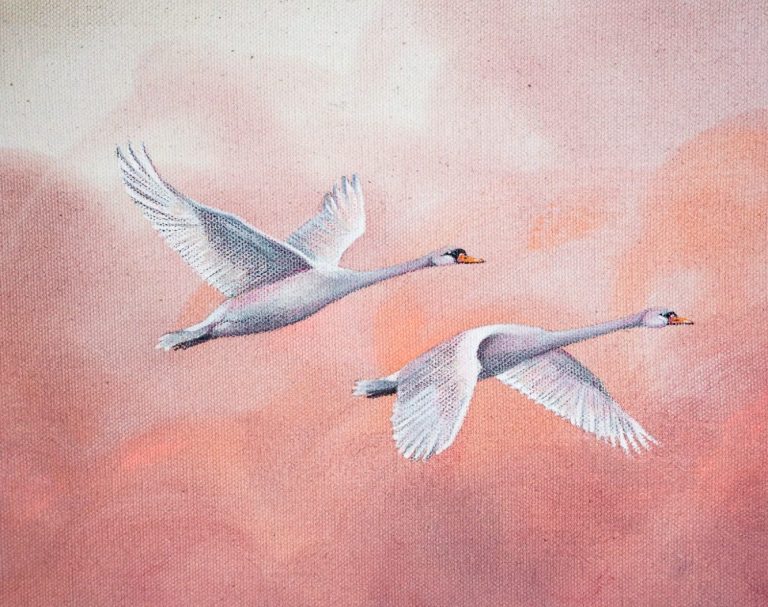 Zwei Schwäne fliegen vor einem sanften, rosa Himmel.